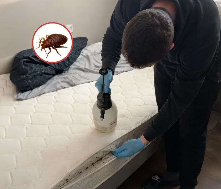 Technicien traitant un matelas contre les punaises de lit à Asnières-sur-Seine